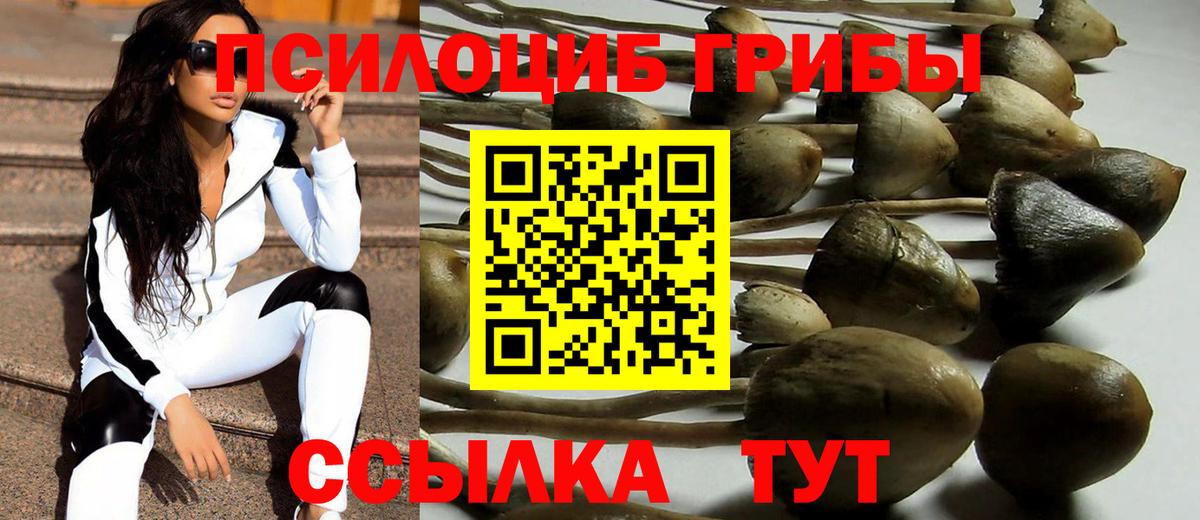 Псилоцибиновые грибы Psilocybe Мурманск